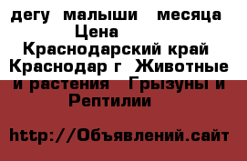 дегу (малыши)2 месяца › Цена ­ 500 - Краснодарский край, Краснодар г. Животные и растения » Грызуны и Рептилии   